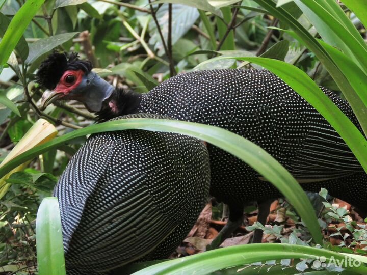 Куры цесарки