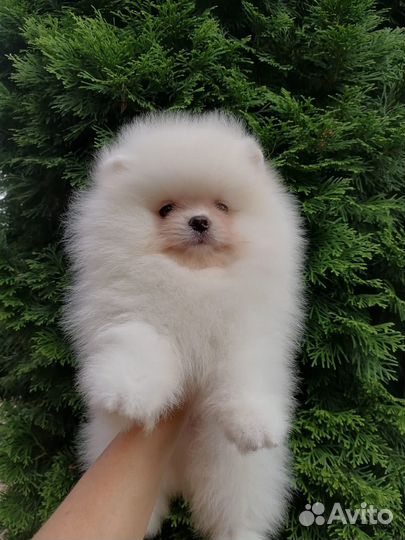 Померанский шпиц