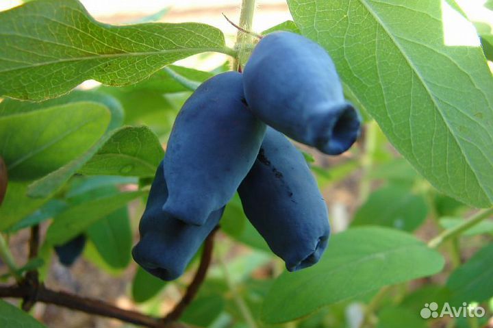 Саженцы Жимолость Амфора