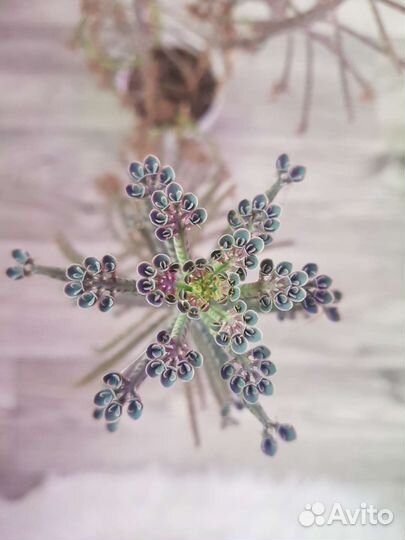 Каланхоэ трубкоцветный