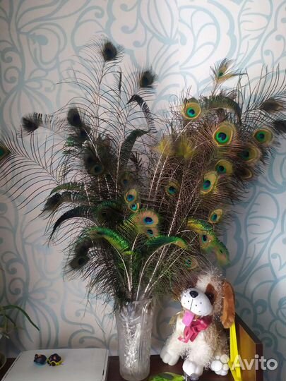 Павлиньи перья