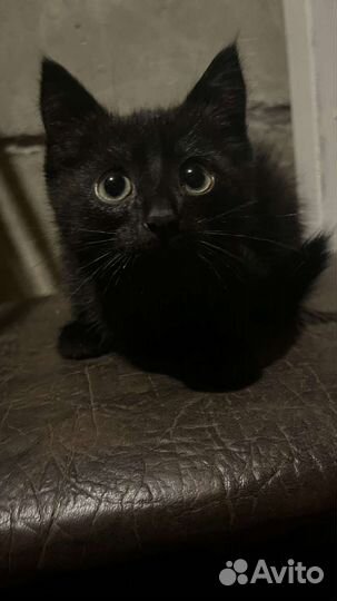 Котенок (девочка)