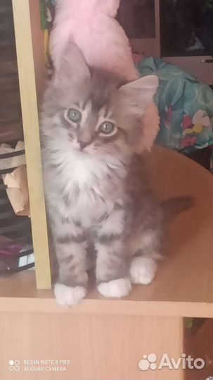 Отдам кота в добрые руки