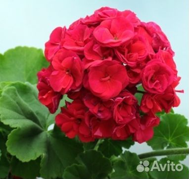 Пеларгонии сортовые