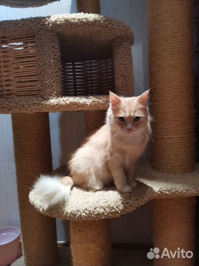 Кошка и котята в добрые руки