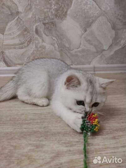 Котенок британец