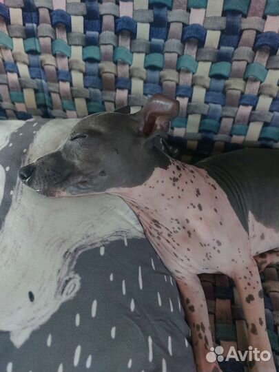 Щенок Американский голый терьер агт