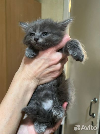 Котята в добрые, заботливые руки