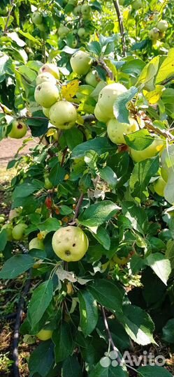 Саженцы яблонь в ассортименте