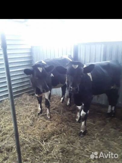 Телята бычки