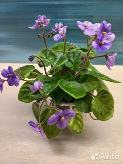Сортовые фиалки