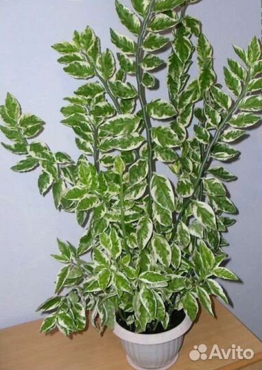 Педилантус