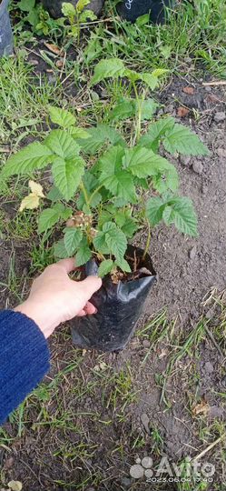 Ежемалина тайбери,букингем тайбери