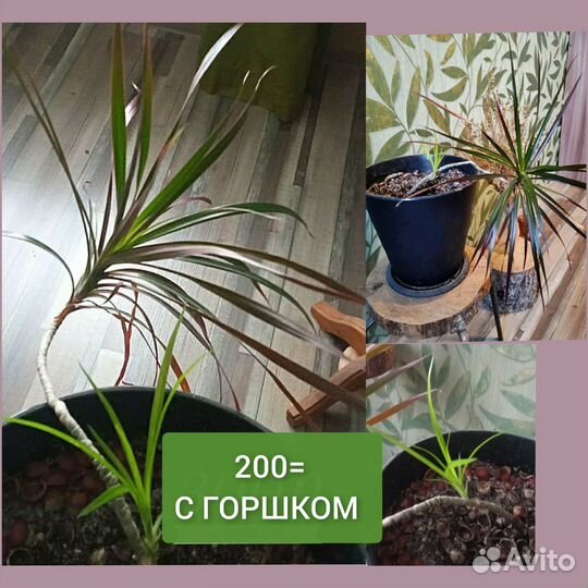 Пальма драцена