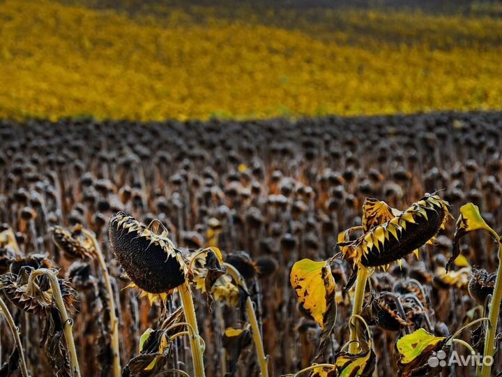 Семена подсолнечника Фортими