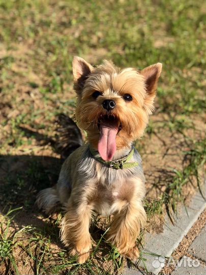 Йоркширский терьер