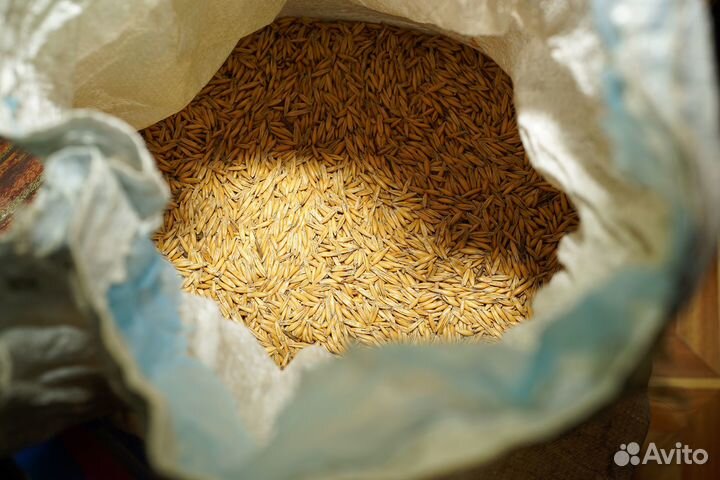 Овёс кормовой 1 мешок 35 кг