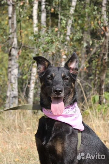 Собака в добрые руки отдам бесплатно