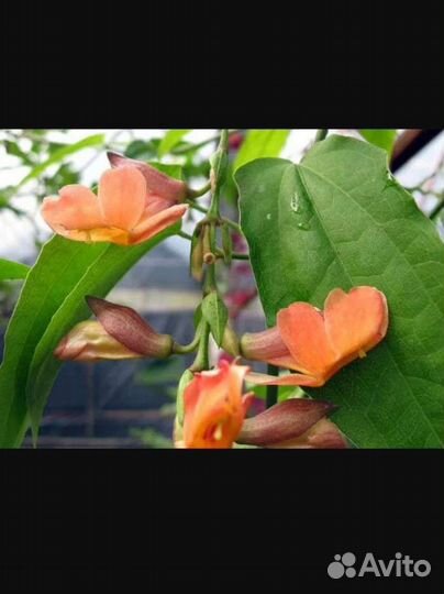 Тунбергия Coccinea