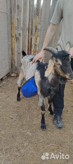 Англо нубийские козел вязка