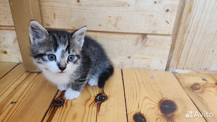 Котёнок мальчик