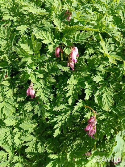 Дицентра розовая