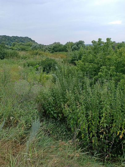 Участок 15 сот. (ИЖС)