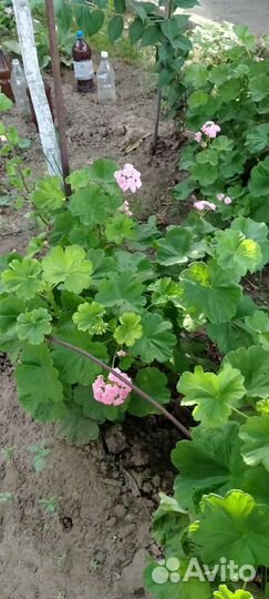 Герань пеларгония розебудная