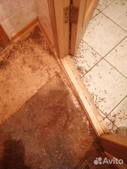 Уничтожение насекомых Холодным Туманом