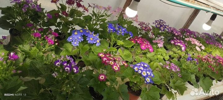 Цинерария к 8 марта