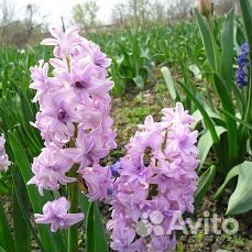 Луковицы геоцинтов