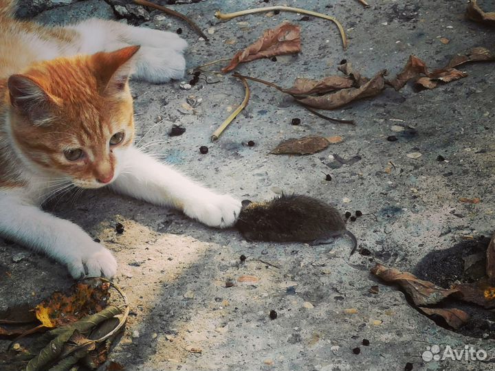 Котик котёнок в дар охотник мышелов