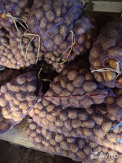 Семенной картофель Коломбо, родриго