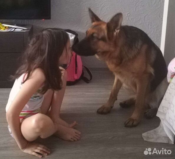 Выгул с дрессировкой без хозяина