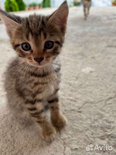 Котята в добрые руки 1, 5 месяца