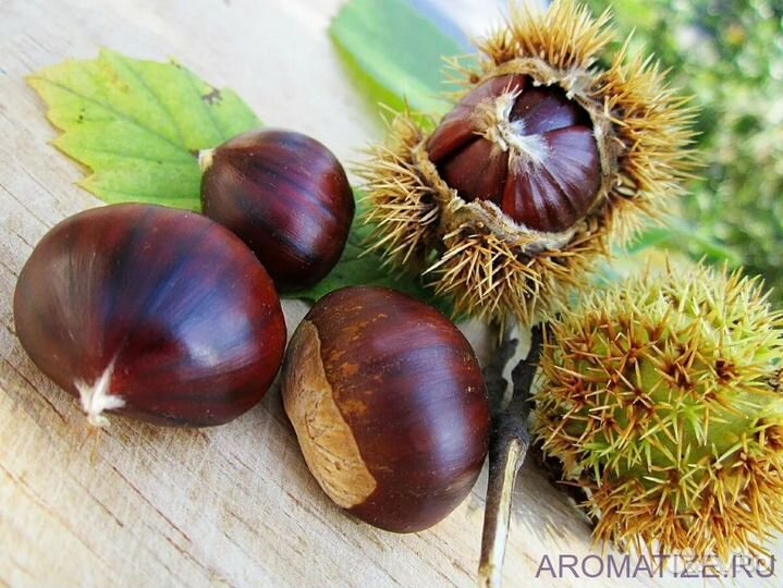 Саженцы каштанов как годовалые так и орехи