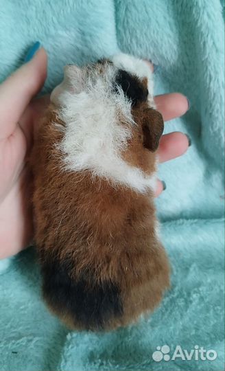 Морская свинка тедди мальчик бронь