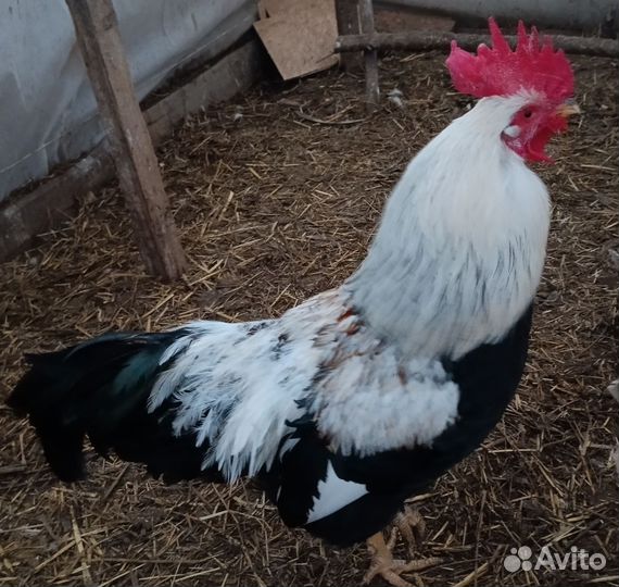 Инкубационное яйцо породных кур