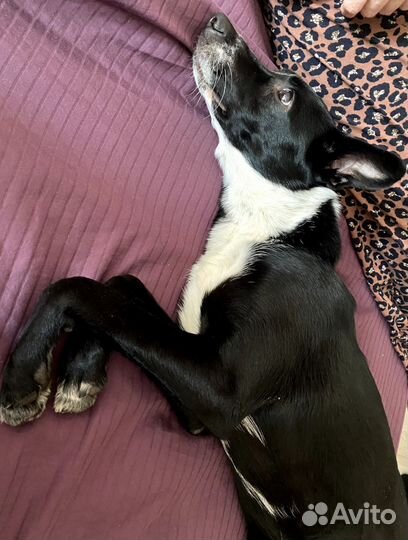 Собака в добрые руки