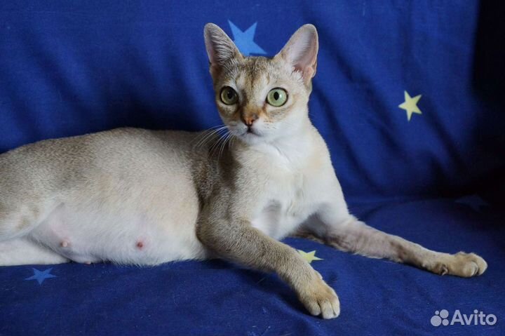 Сингапурские котята