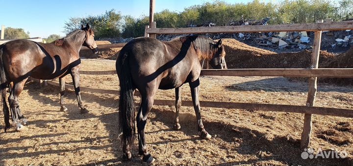 Продается лошади