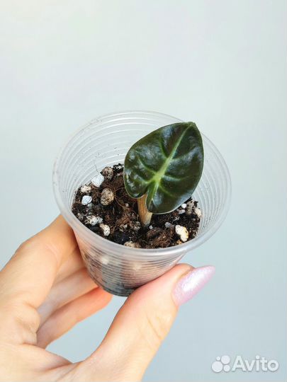 Алоказия Бэби бамбино