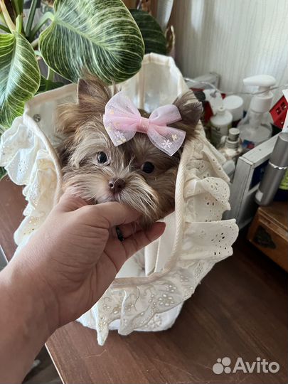 Мини эксклюзивная девочка