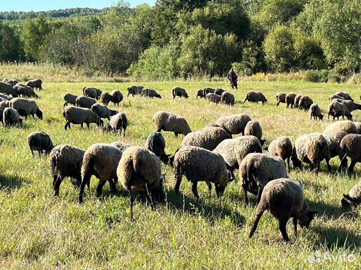 Овцы бараны