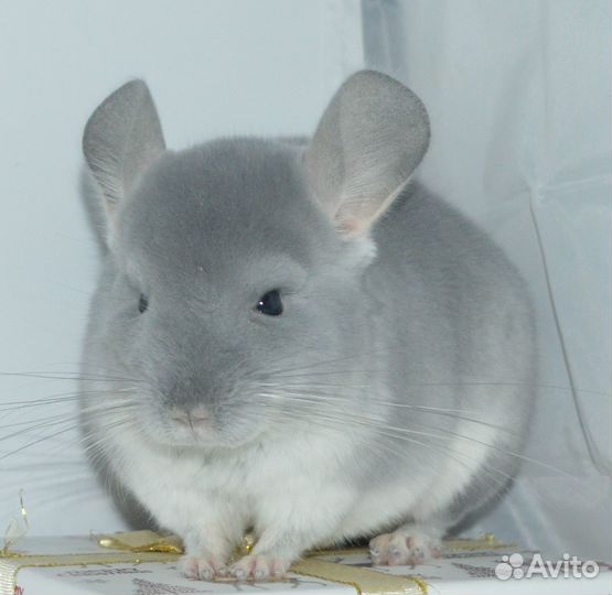 Шиншиллы самец гб и ссаженная бездетная пара