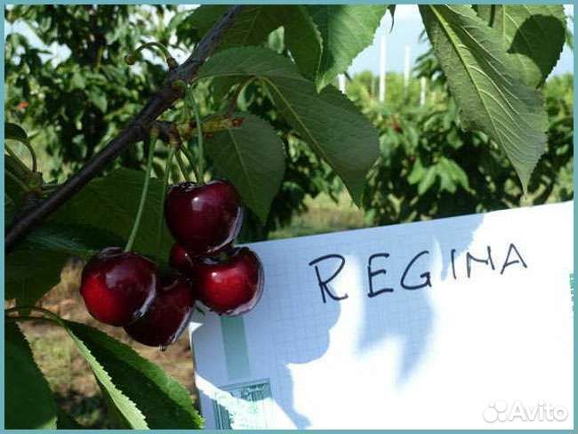 Саженцы черешни