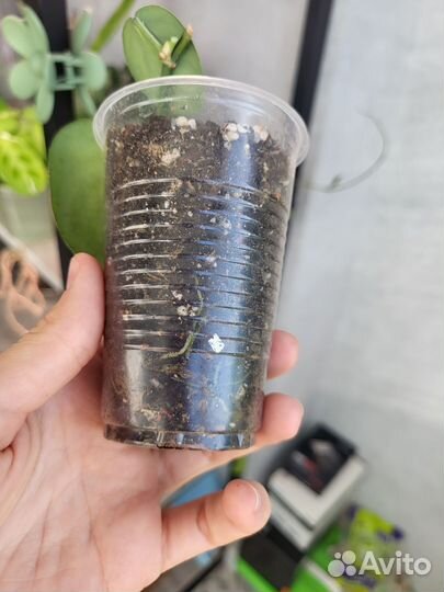 Эпипремнум блек мамба