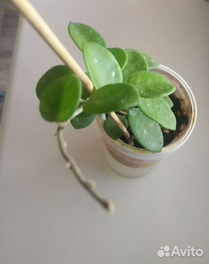 Хойя Матильда