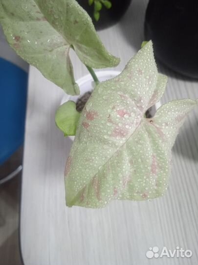 Сингониум конфетти Милк и розовый