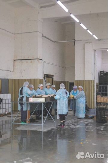 Домашний бройлер